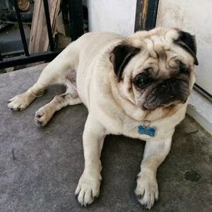 Meet your Posher, Alan